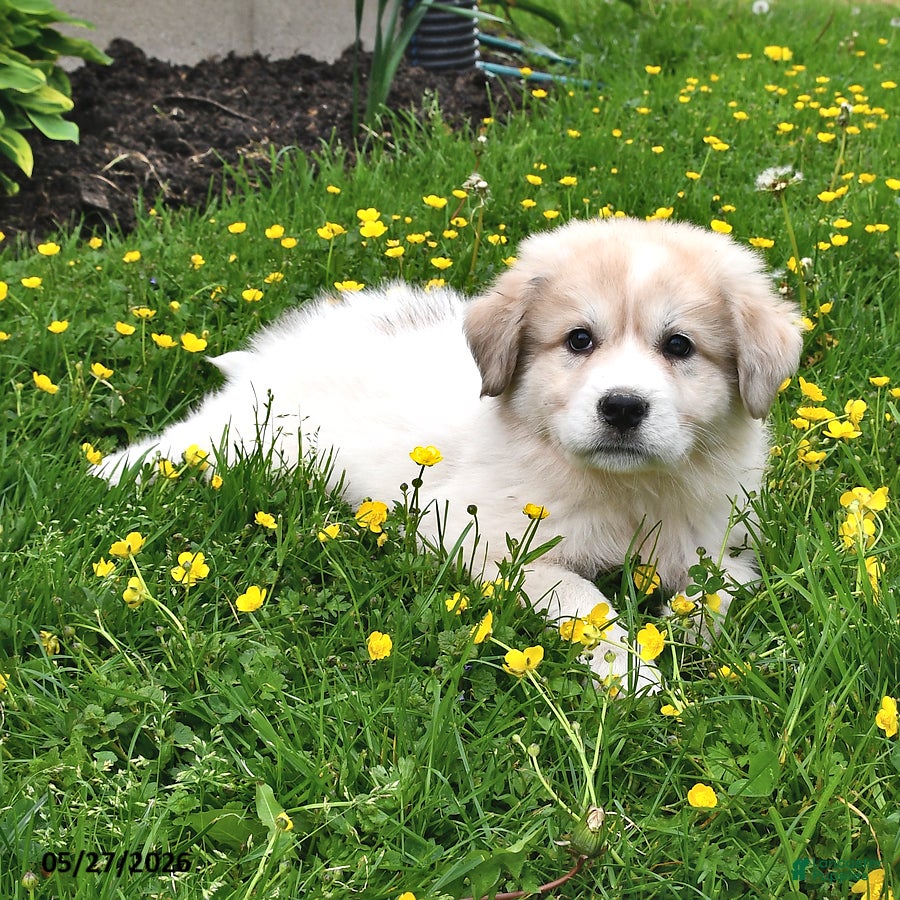Mixed Breed dogs Sid  - Ad 1
