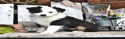 Australian Shepherd dogs for sale: Zella - Ad 2
