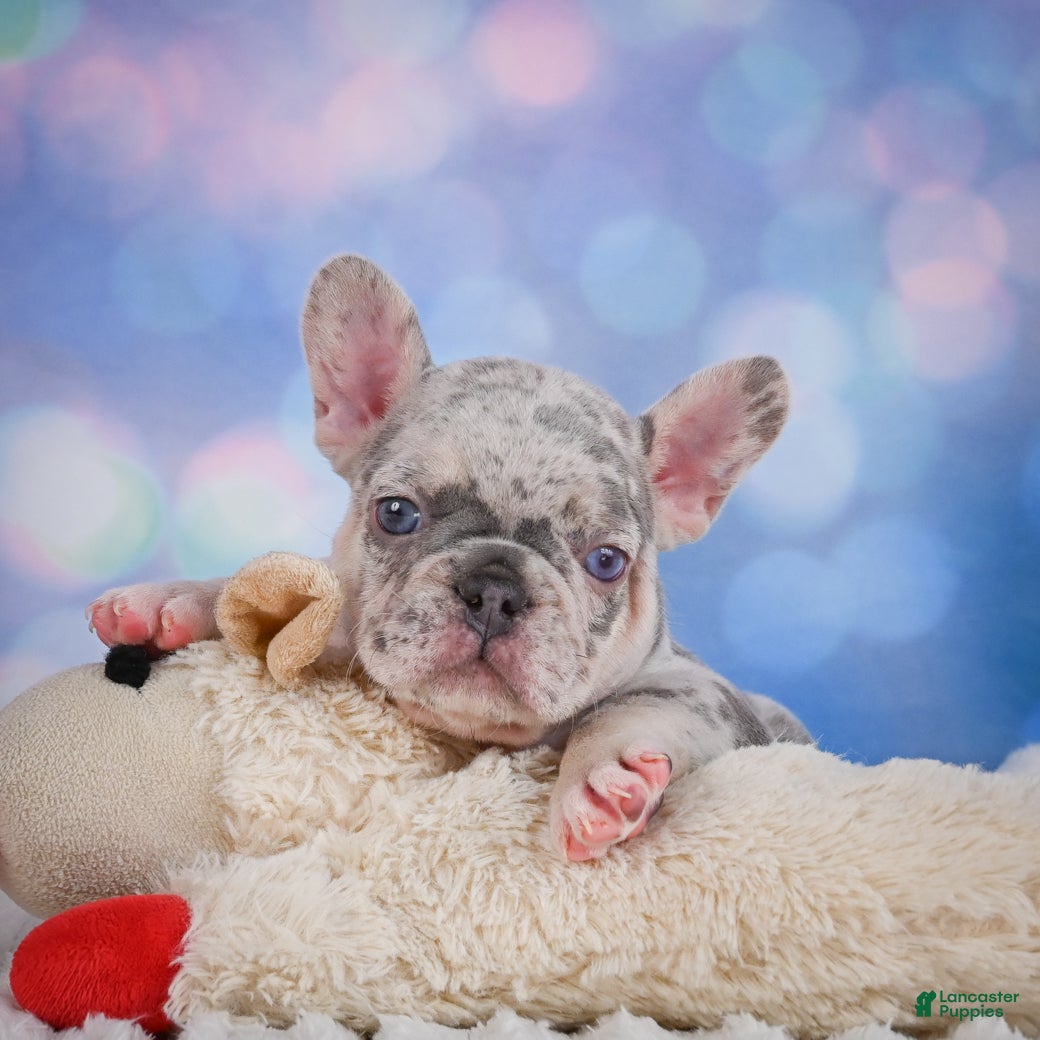 French Bulldog dogs Cody - Ad 1