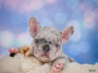French Bulldog dogs for sale: Cody - Ad 1