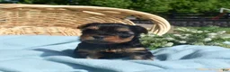 Yorkshire Terrier dogs for sale: Cheerio - Ad 2