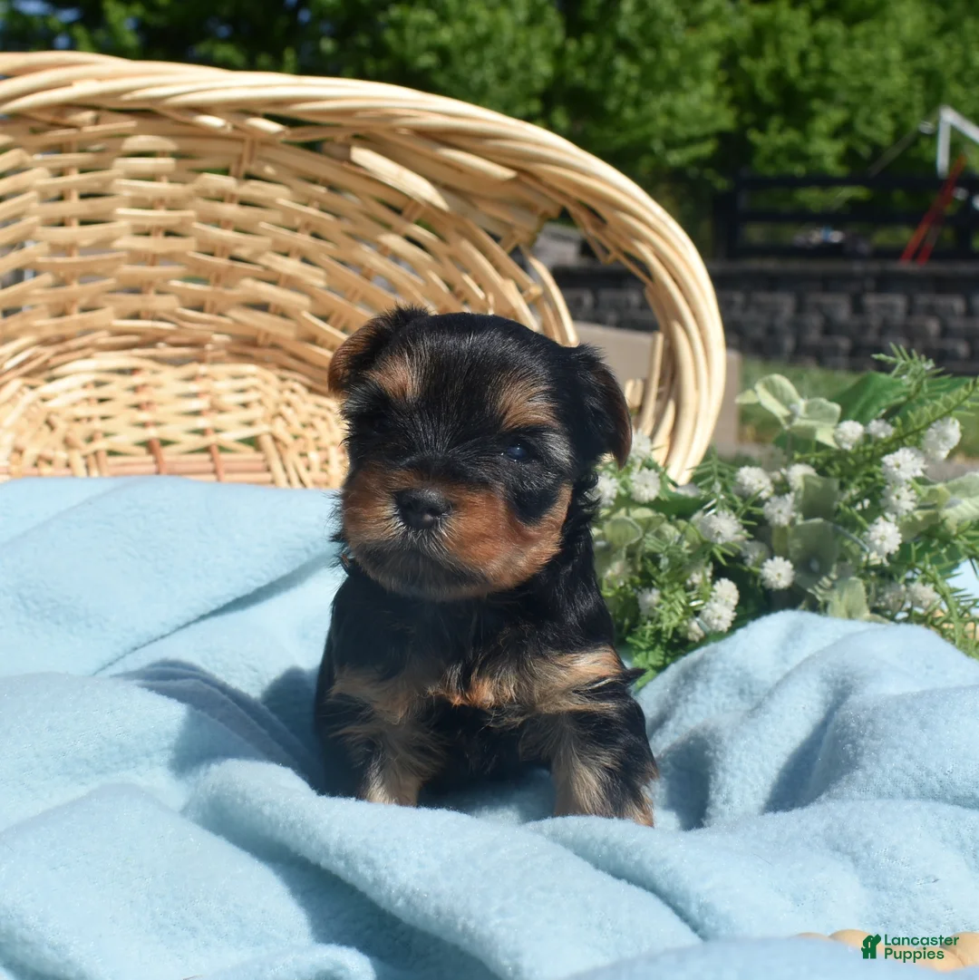 Yorkshire Terrier dogs for sale: Cheerio - Ad 2
