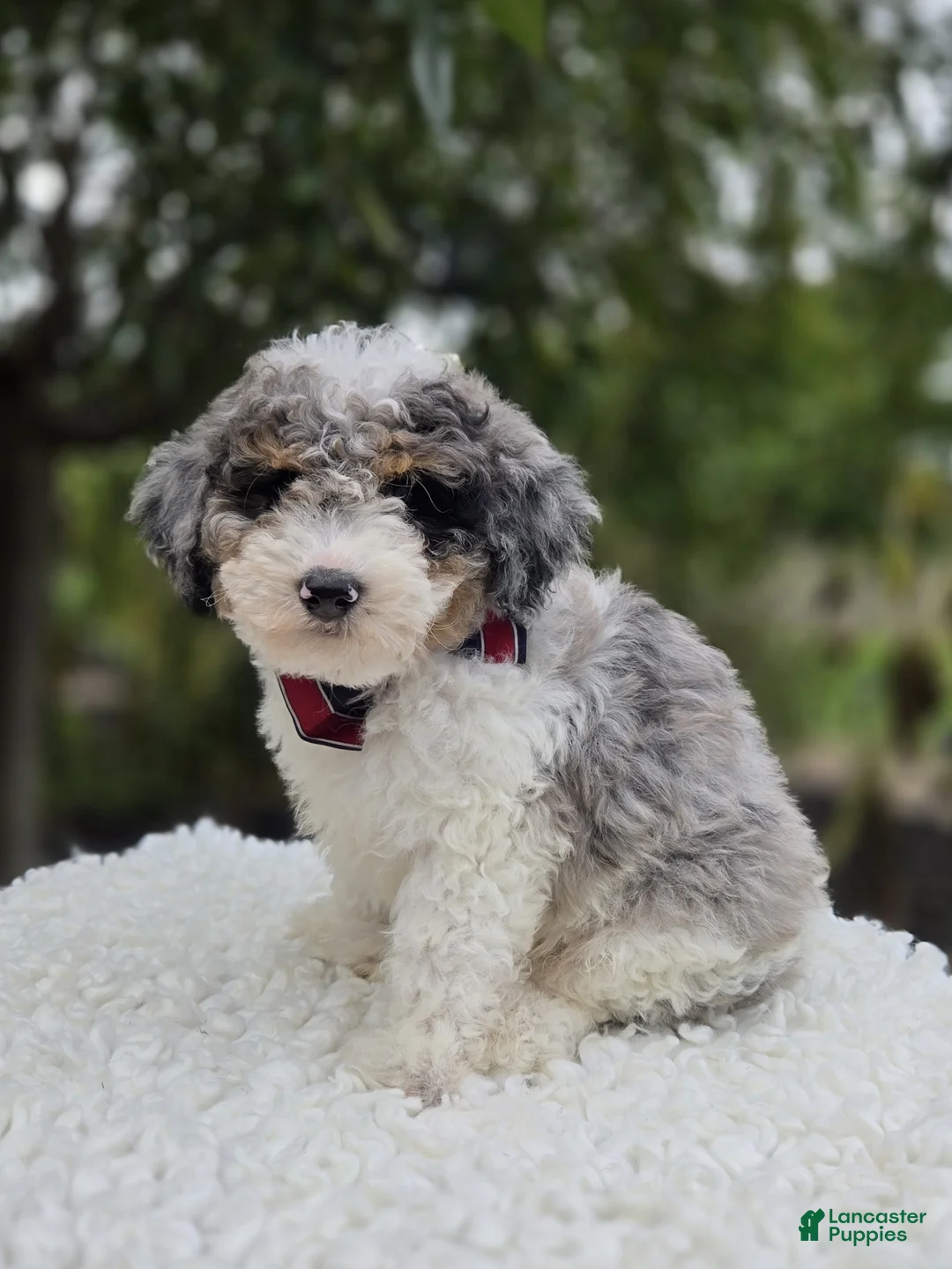 Mini Sheepadoodle dogs for sale: Trigger - Ad 1