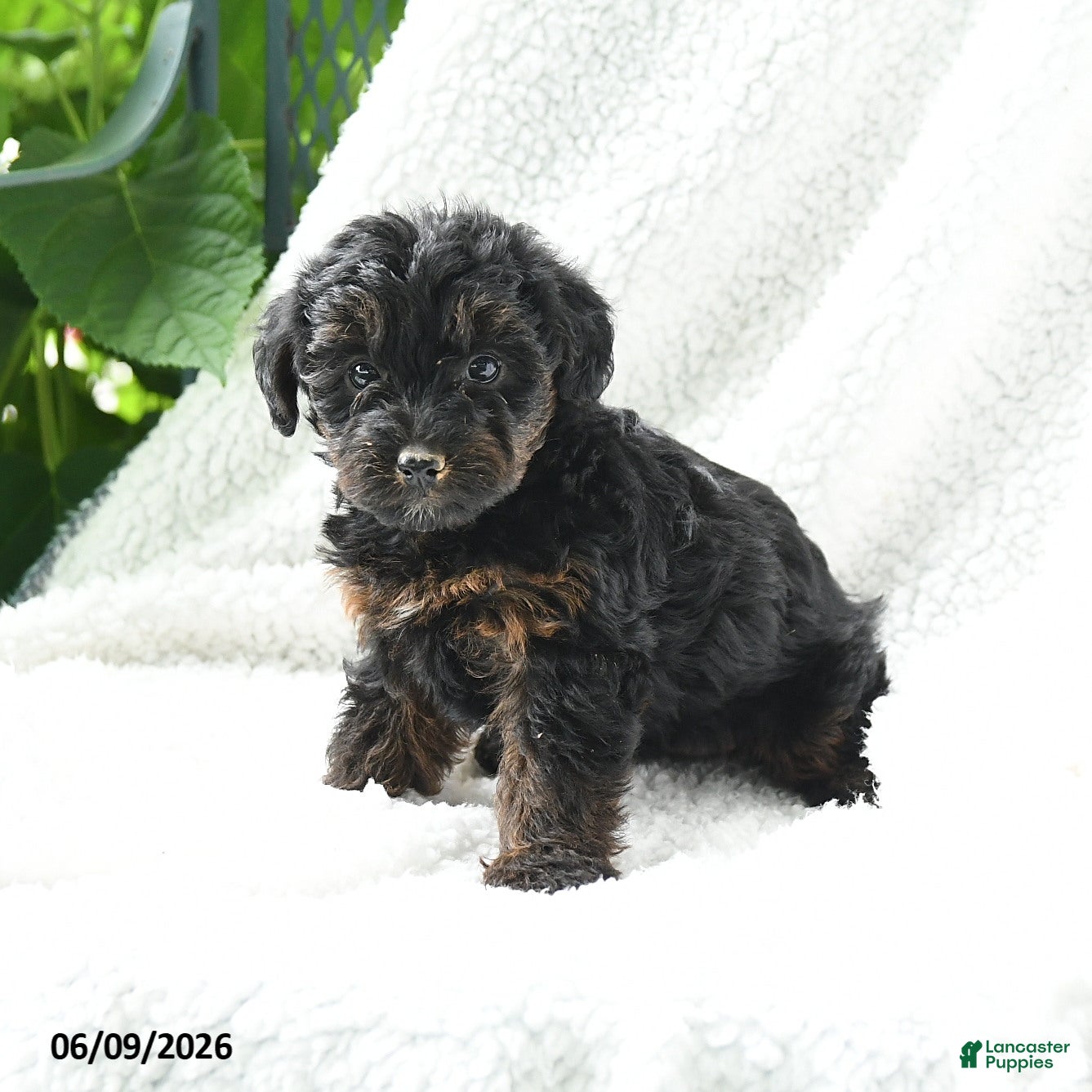Yorkiepoo dogs Makena - Ad 1