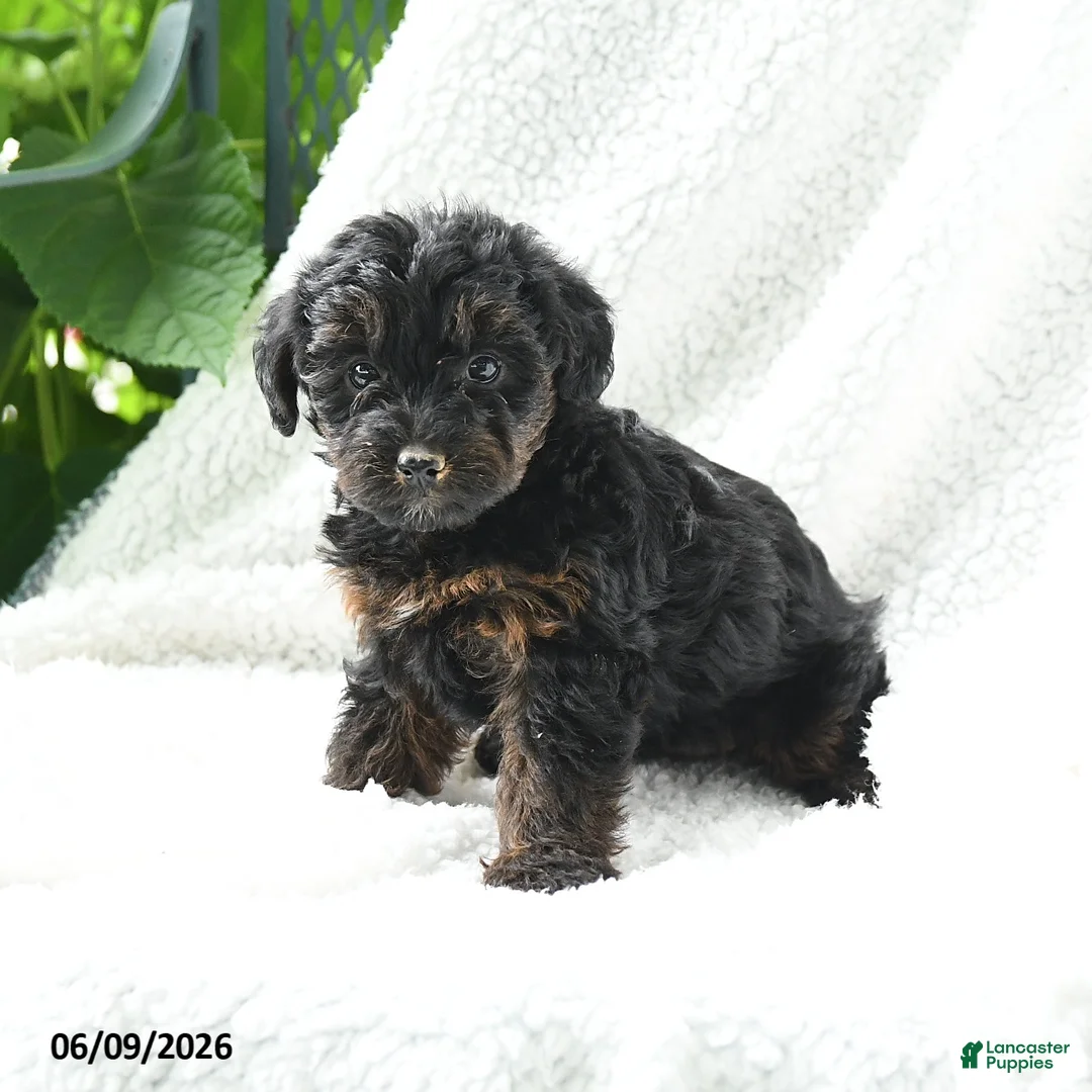 Yorkiepoo dogs for sale: Makena - Ad 1