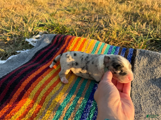 Australian Shepherd dogs Blue Merle Male - Ad 3