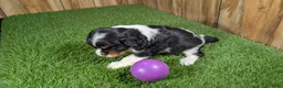Cavalier King Charles Spaniel dogs for sale: Gracie Girl 1 - Ad 4
