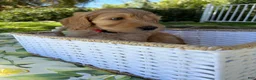 Goldendoodle dogs for sale: Ollie - Ad 2