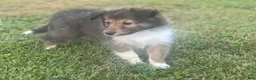 Shetland Sheepdog dogs for sale: Ross - Ad 1