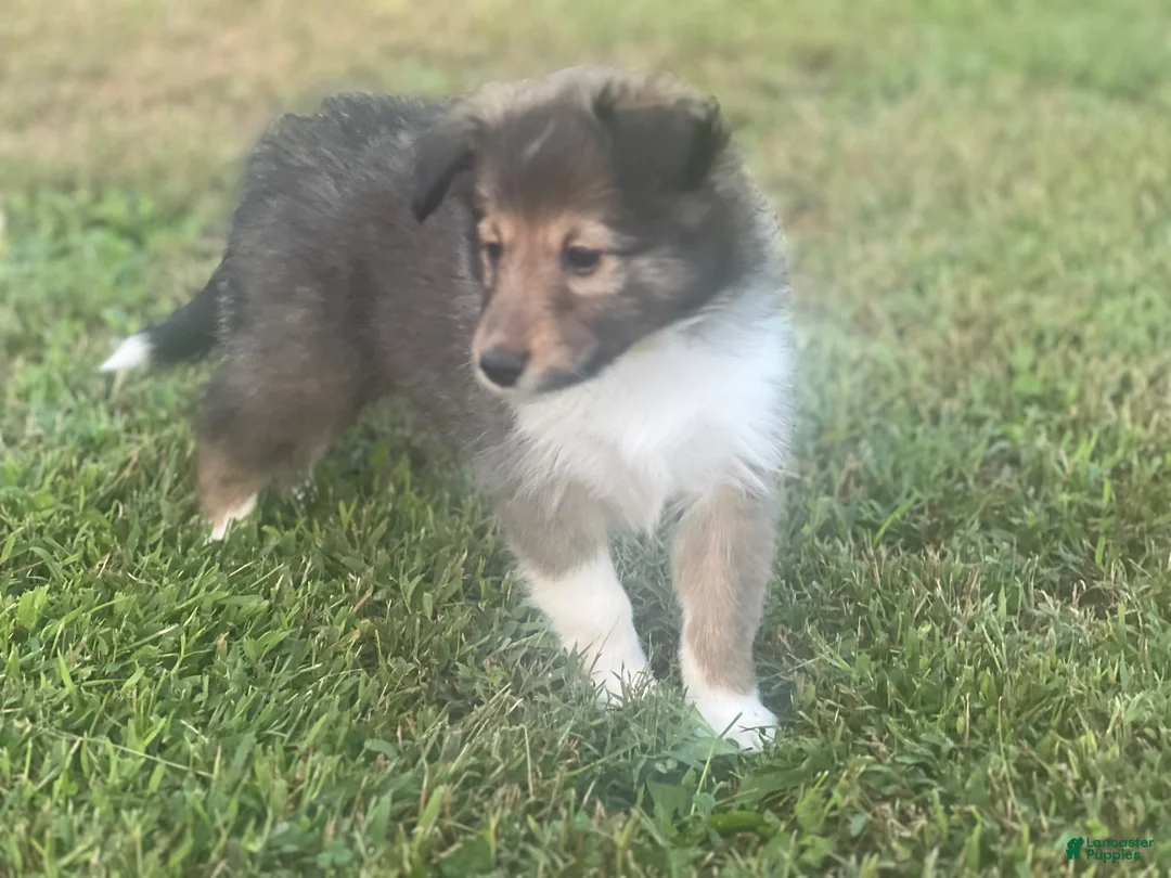 Shetland Sheepdog dogs for sale: Ross - Ad 1