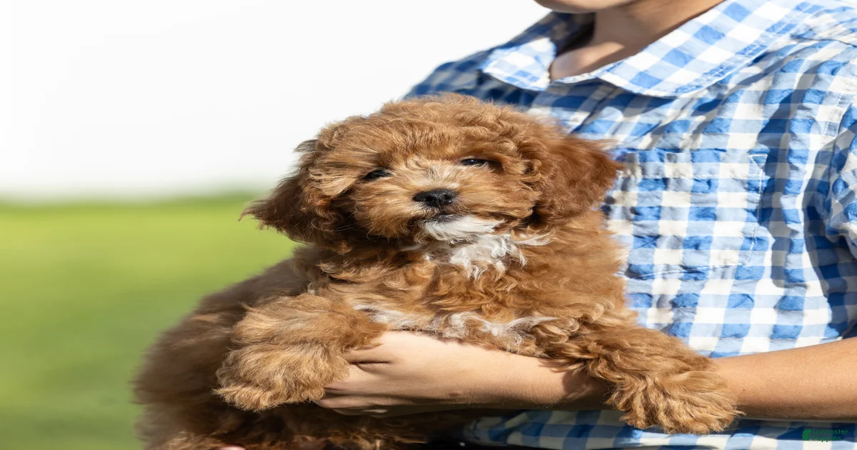 Miniature Poodle Puppies for sale in Brooklyn, New York | Lancaster Puppies
