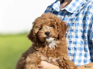 Miniature Poodle dogs Glee - Ad 1
