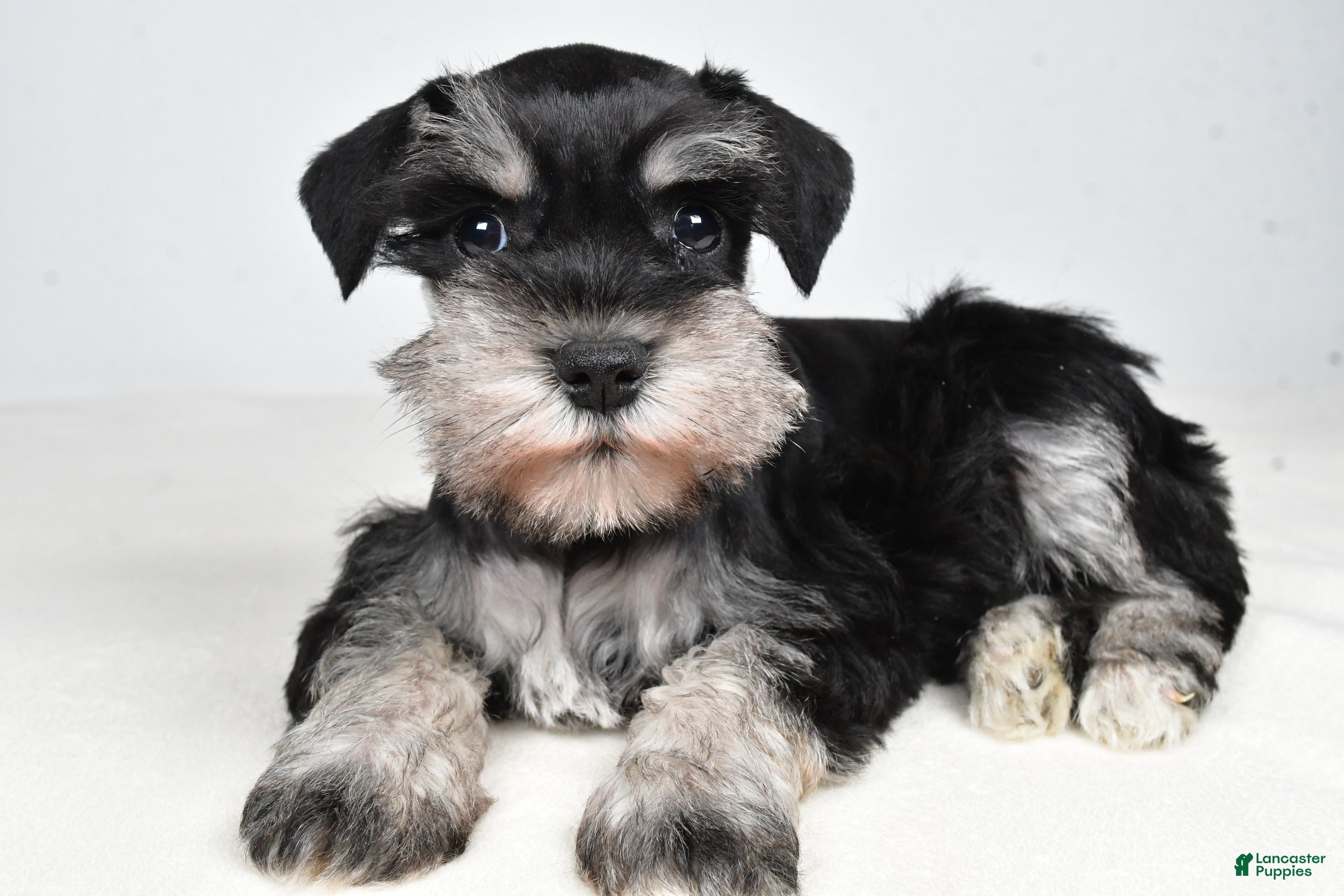 Miniature Schnauzer dogs Connie - Ad 1