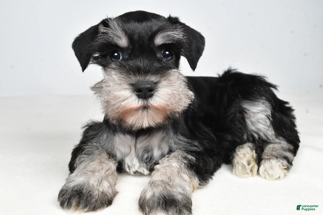 Miniature Schnauzer dogs for sale: Connie - Ad 1