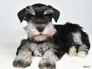 Miniature Schnauzer dogs for sale: Connie - Ad 1