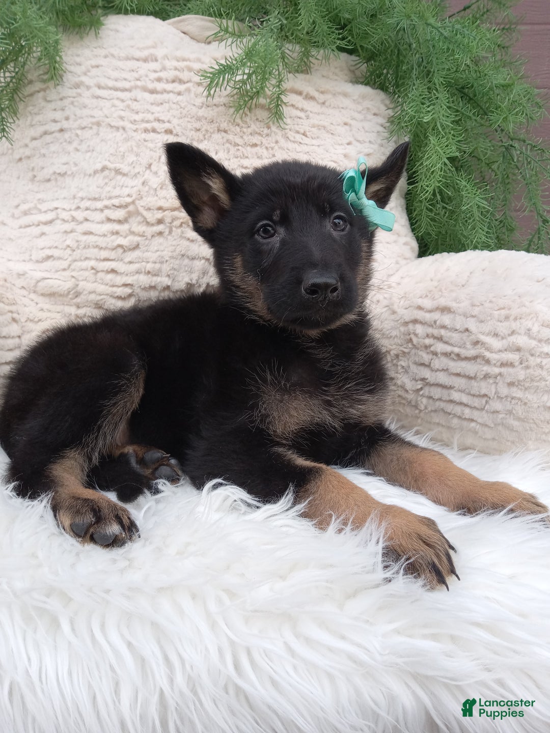 German Shepherd dogs for sale: Bandit  - Ad 3