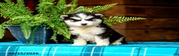 Pomsky dogs for sale: Rosie - Ad 1