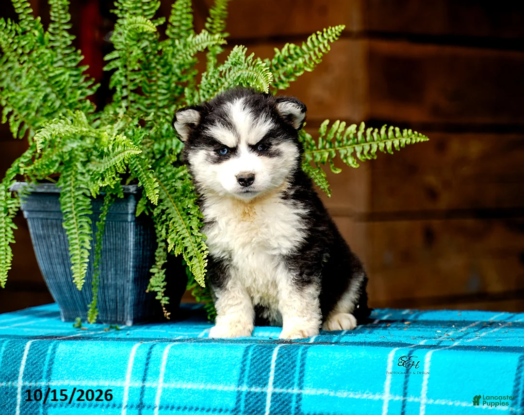 Pomsky dogs for sale: Rosie - Ad 1