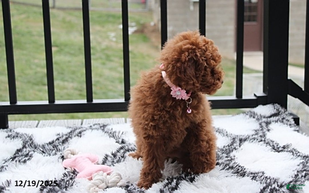 Toy Poodle dogs for sale: Paige - Ad 11