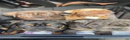Olde English Bulldogge dogs for sale: Black Merle male  - Ad 6