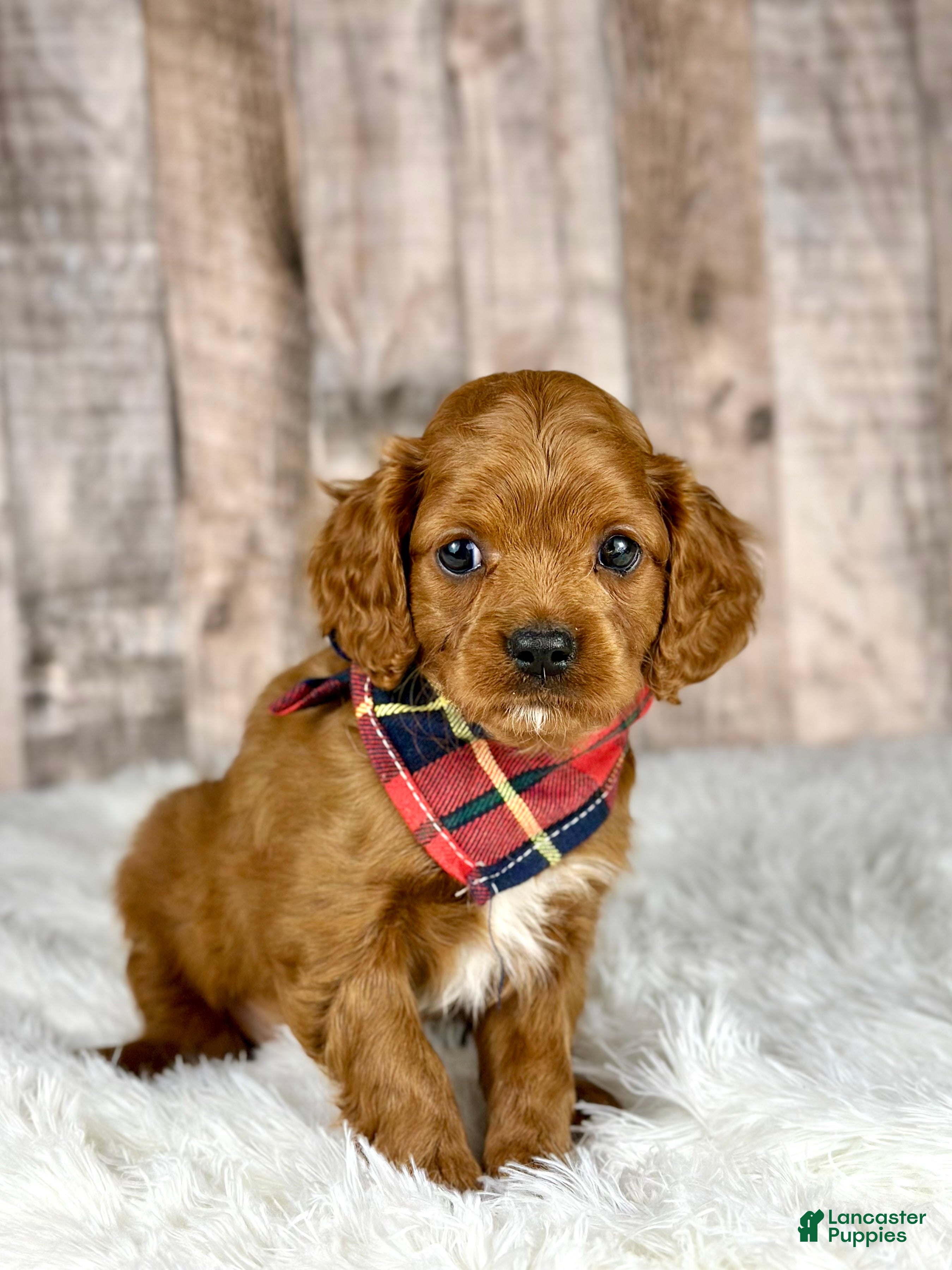 Cavapoo dogs Girl Missy - 4937 - Ad 41