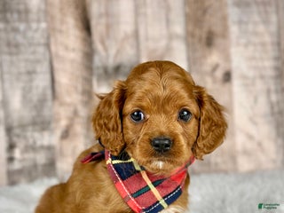Cavapoo dogs Girl Missy - 4937 - Ad 27