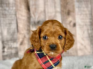 Cavapoo dogs Girl Dolly - 4937 - Ad 30
