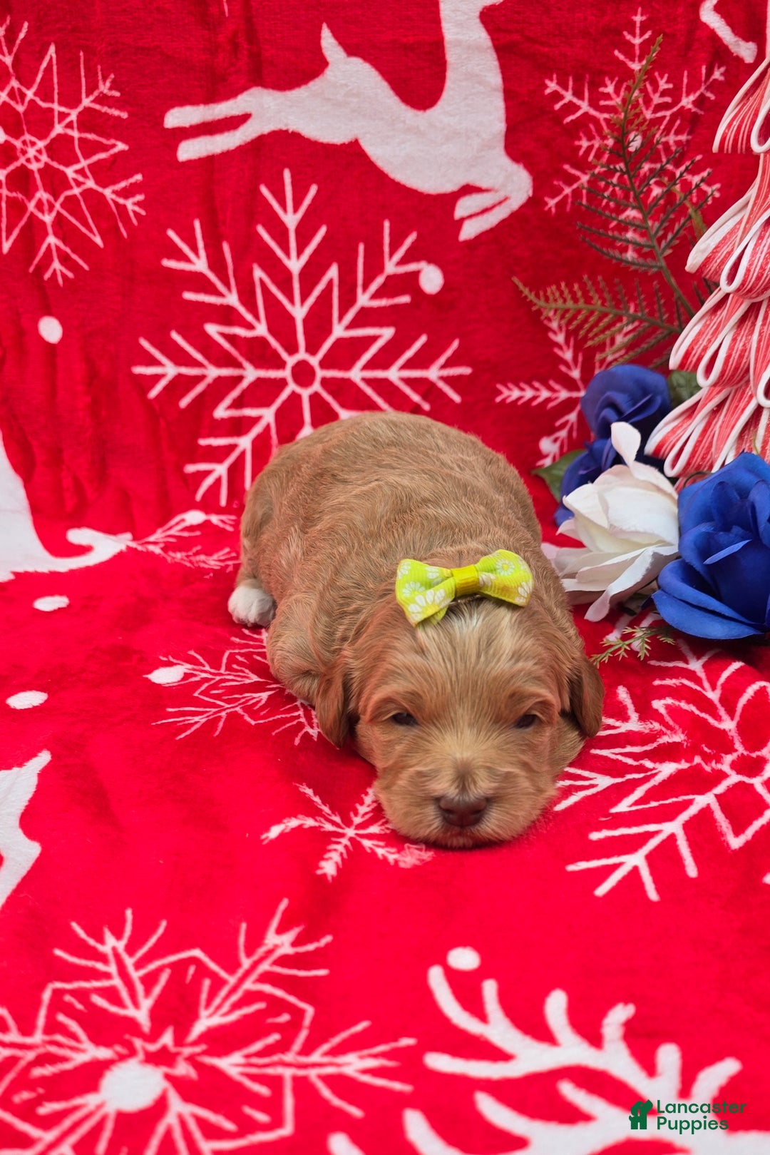 Mini Goldendoodle dogs for sale: Garland - Ad 14