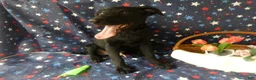 Sheprador dogs for sale: Golden Shepherd 5 Wes - Ad 3