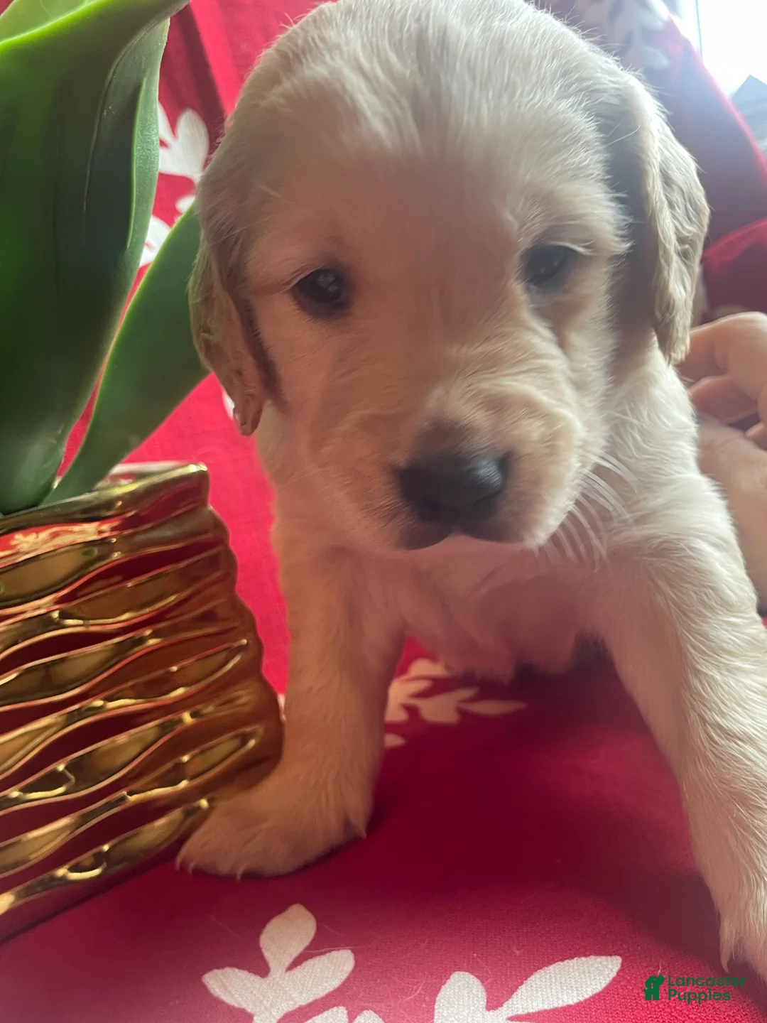 Goldendoodle dogs for sale: Goldendoodle Puppy 1 - Ad 6