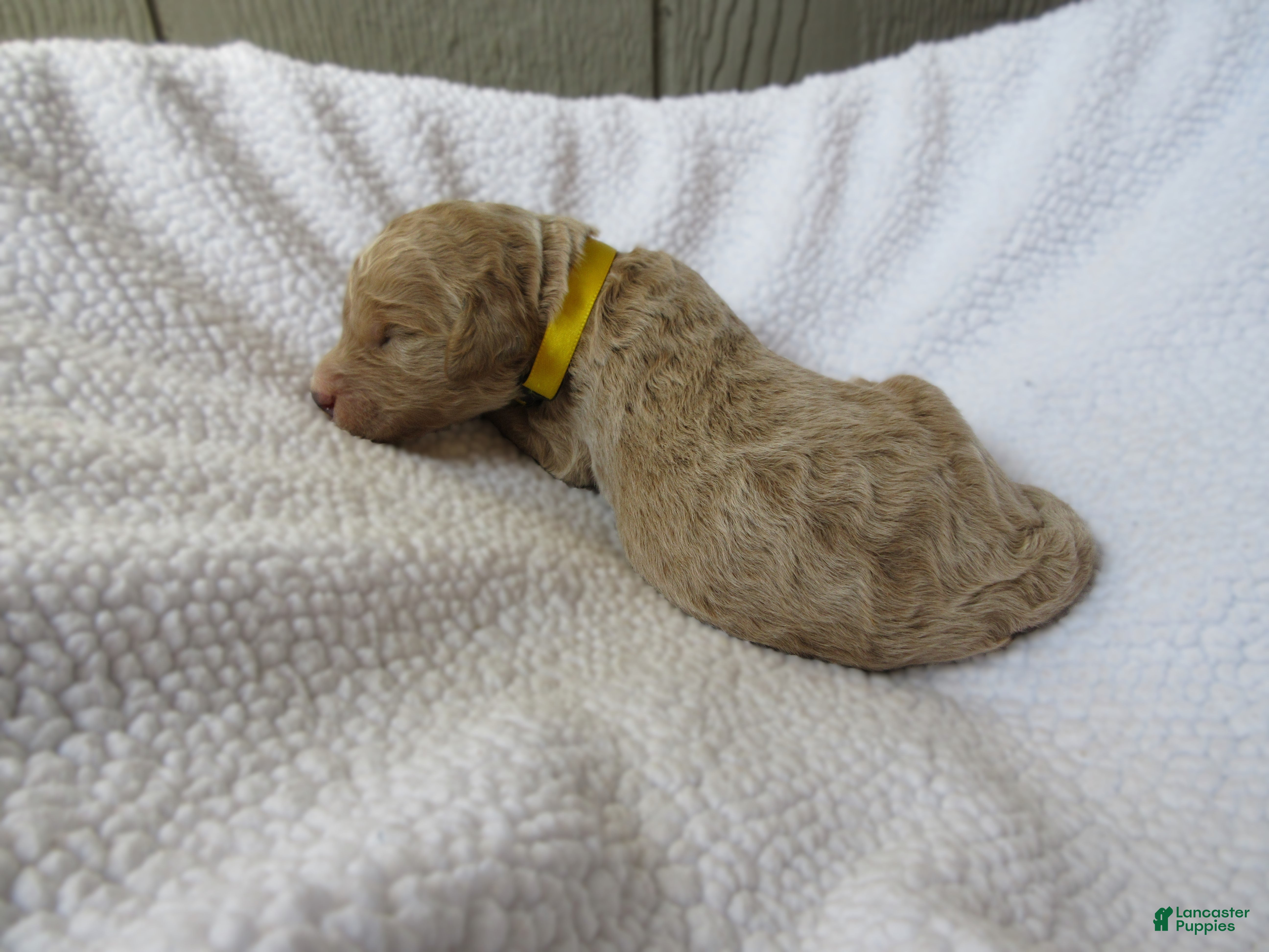 Goldendoodle dogs for sale: Yellow collar - Ad 2