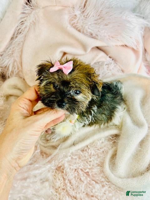 Biewer Terrier dogs Biewer Terrier Puppy 1 - Ad 41