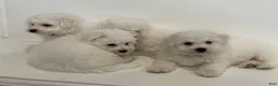Bichon Frise dogs for sale: Bichon Frise Puppy 2 - Ad 5