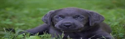 Labrador Retriever dogs for sale: Star - Ad 13