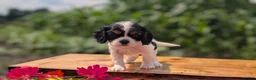Cavalier King Charles Spaniel dogs for sale: Izzy - Ad 8
