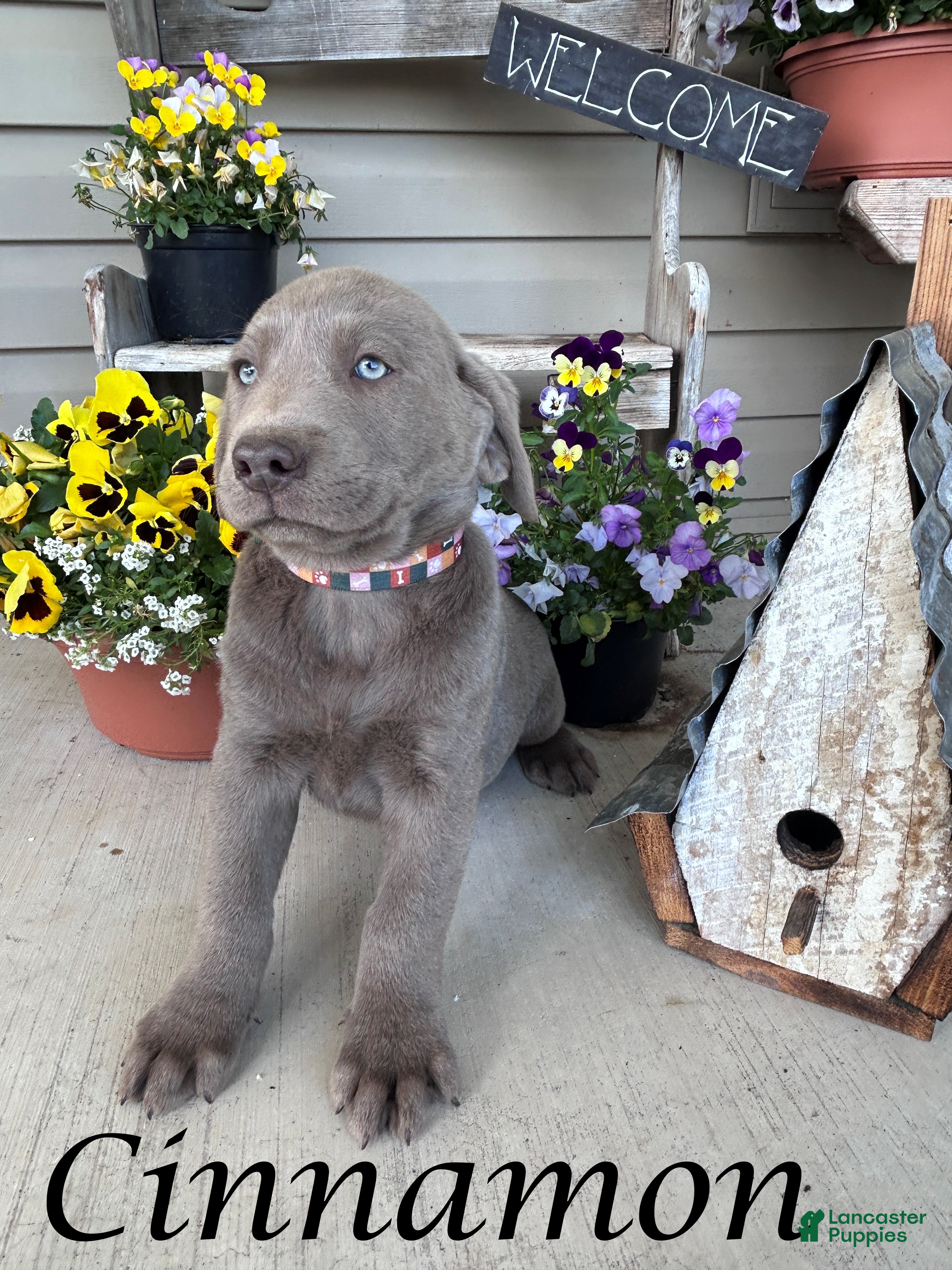Labrador Retriever dogs for sale: Cinnamon - Ad 1