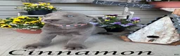 Labrador Retriever dogs for sale: Cinnamon - Ad 1