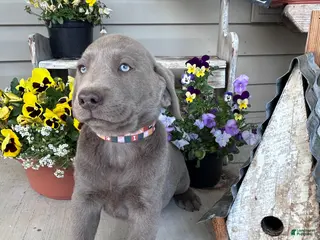 Labrador Retriever dogs for sale: Cinnamon - Ad 1