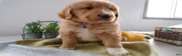 Goldador dogs for sale: Goldador Puppy 6 Moose - Ad 4