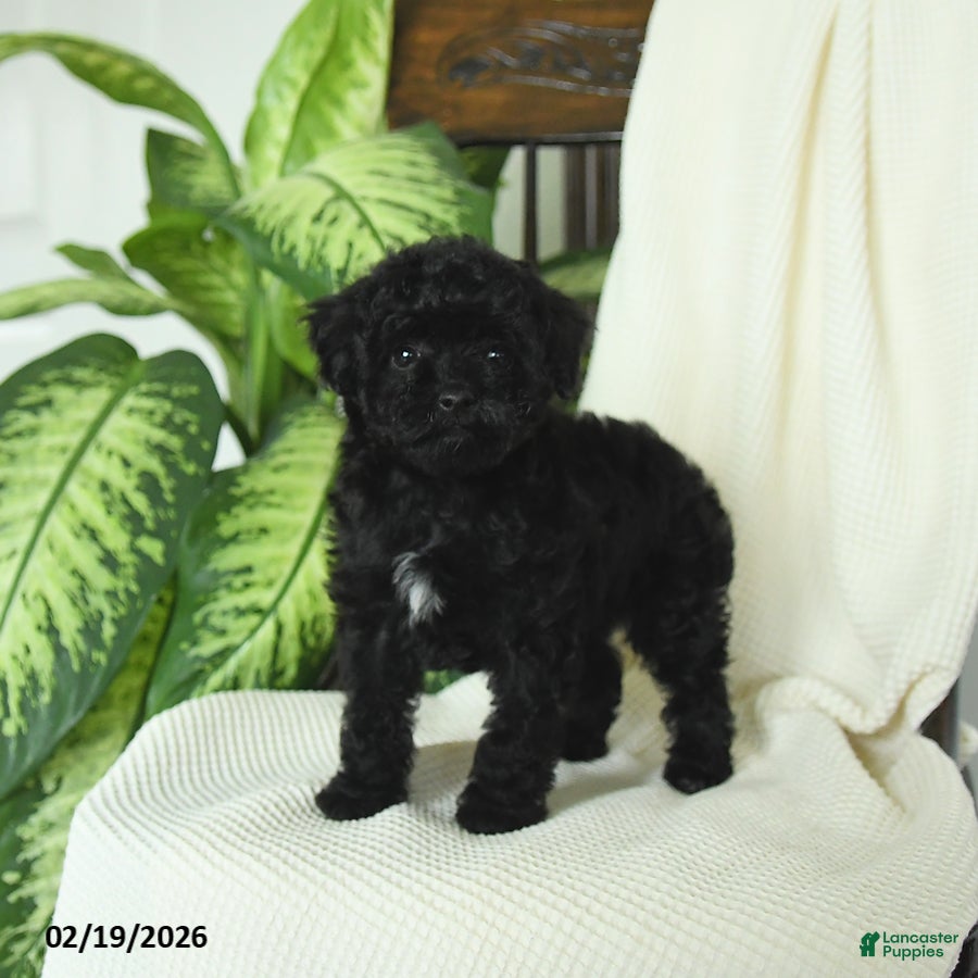 Miniature Poodle dogs for sale: Sookie - Ad 2