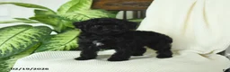 Miniature Poodle dogs for sale: Sookie - Ad 1