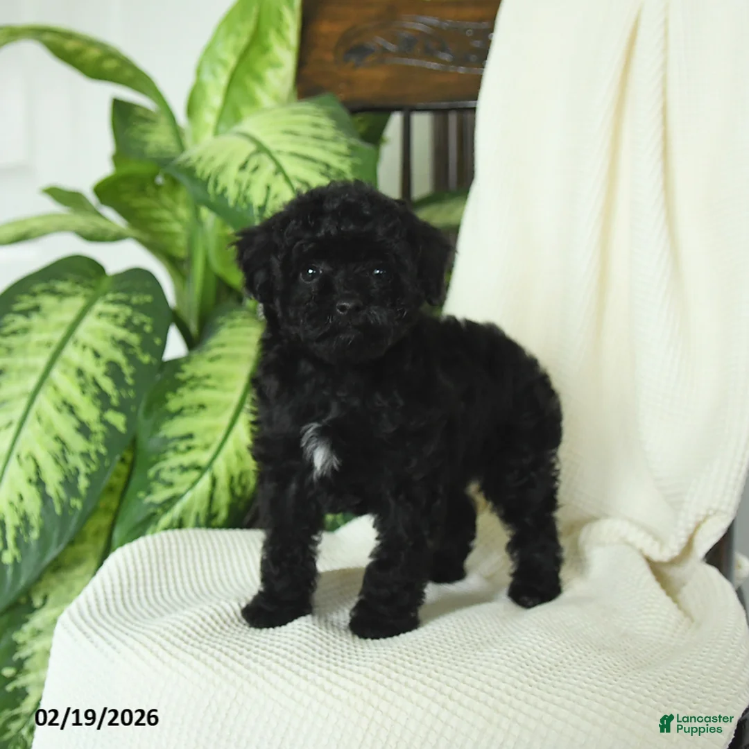 Miniature Poodle dogs for sale: Sookie - Ad 1