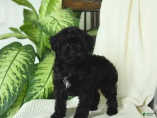 Miniature Poodle dogs for sale: Sookie - Ad 2