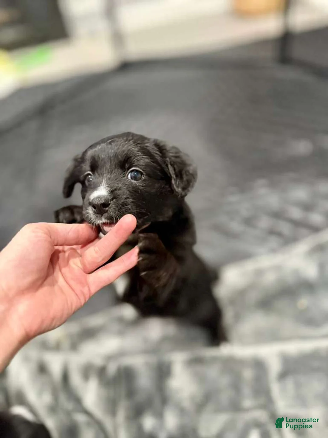 Mixed Breed dogs for sale: Wakanda - Ad 1