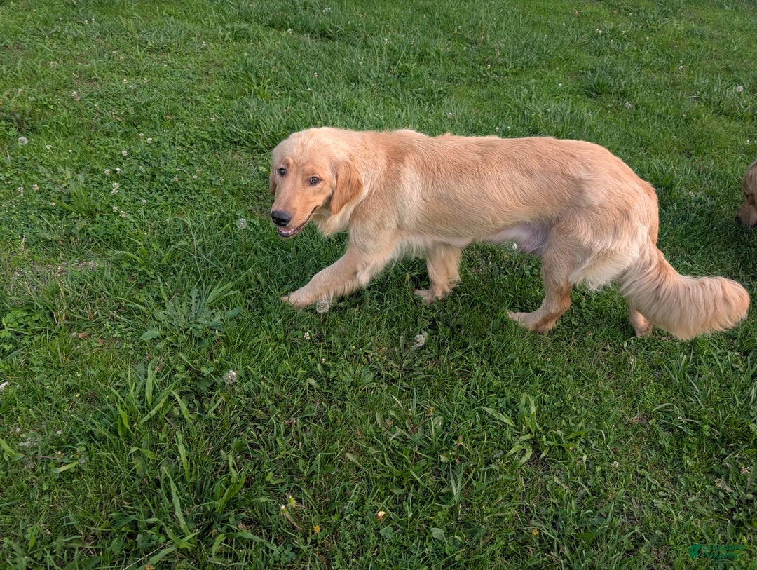 Golden Retriever dogs for sale: Max - Ad 10