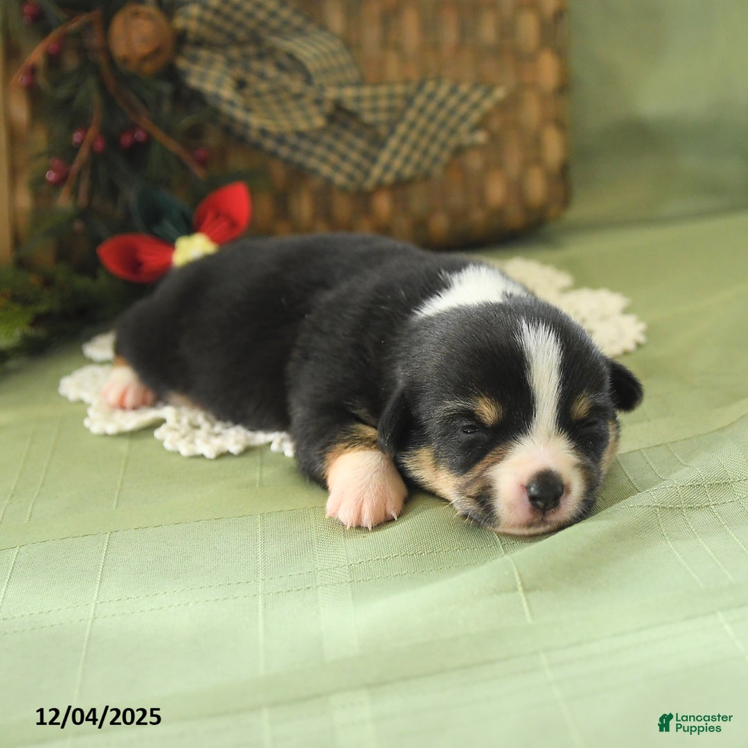 Welsh Corgi Pembroke dogs for sale: Pepper - Ad 2