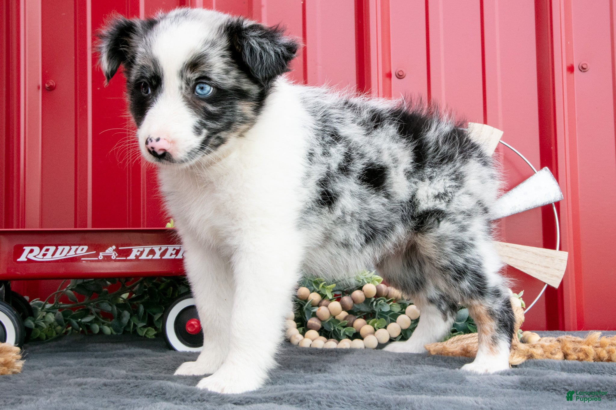 Miniature Australian Shepherd dogs Twinky - Ad 2