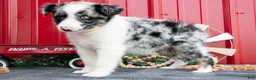 Miniature Australian Shepherd dogs for sale: Twinky - Ad 2