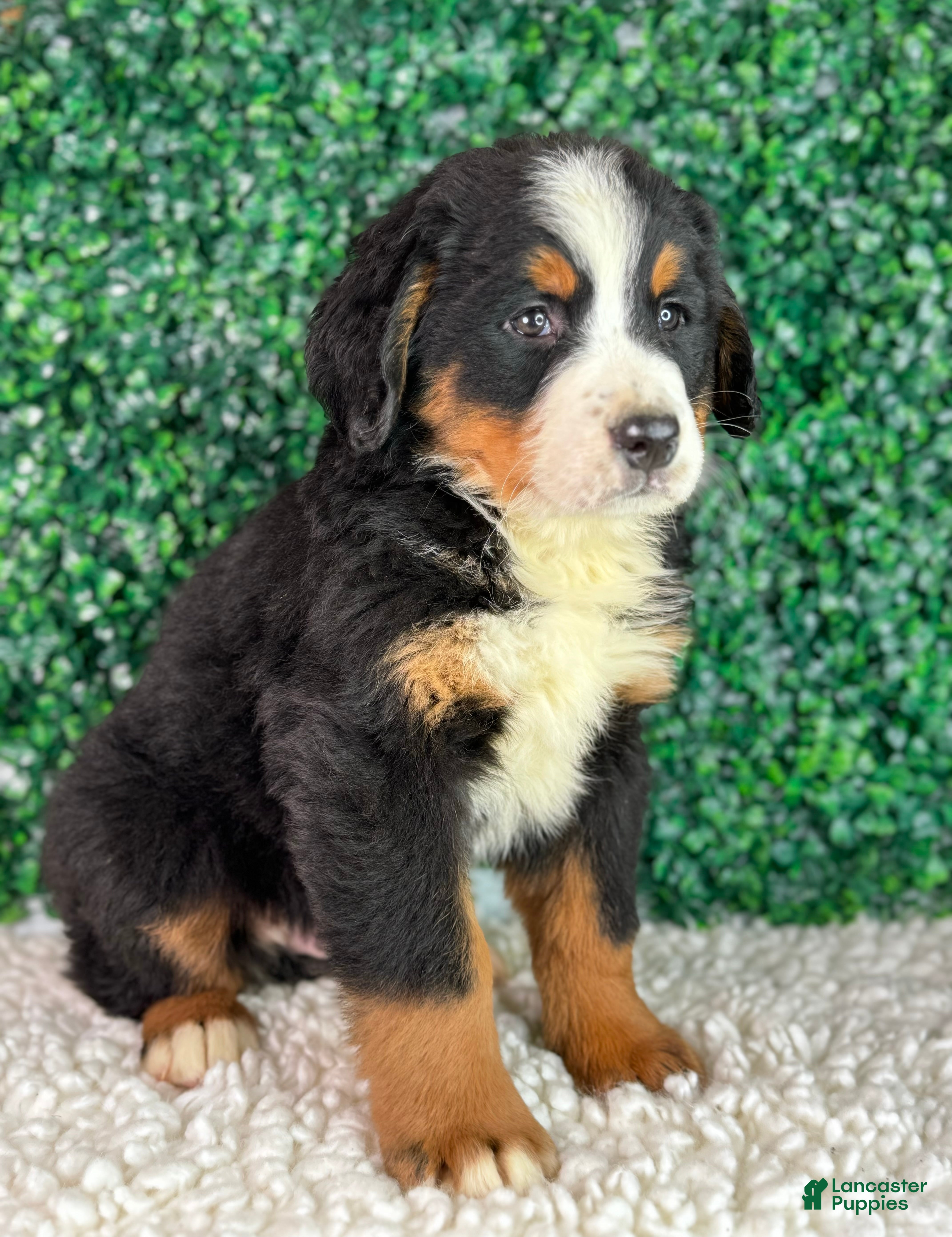 Bernese Mountain Dog dogs  Charlie  - Ad 2