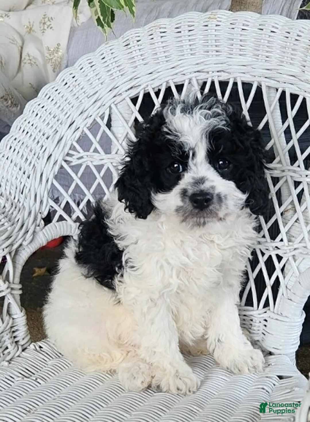 Cavapoo dogs for sale: Glitter - Ad 3